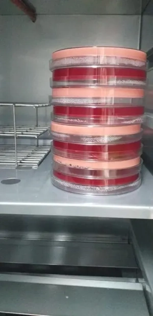 Laboratório de análises microbiológicas